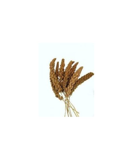 Proso Senegalskie na gałązkach VITAPOL. Codzienne urozmaicenie diety ptaków. 100g.